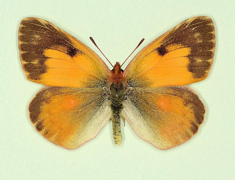Colias croceus female (aberrant form nigrofasciata) (Internet Image property of respective owner, non-commercial use only)